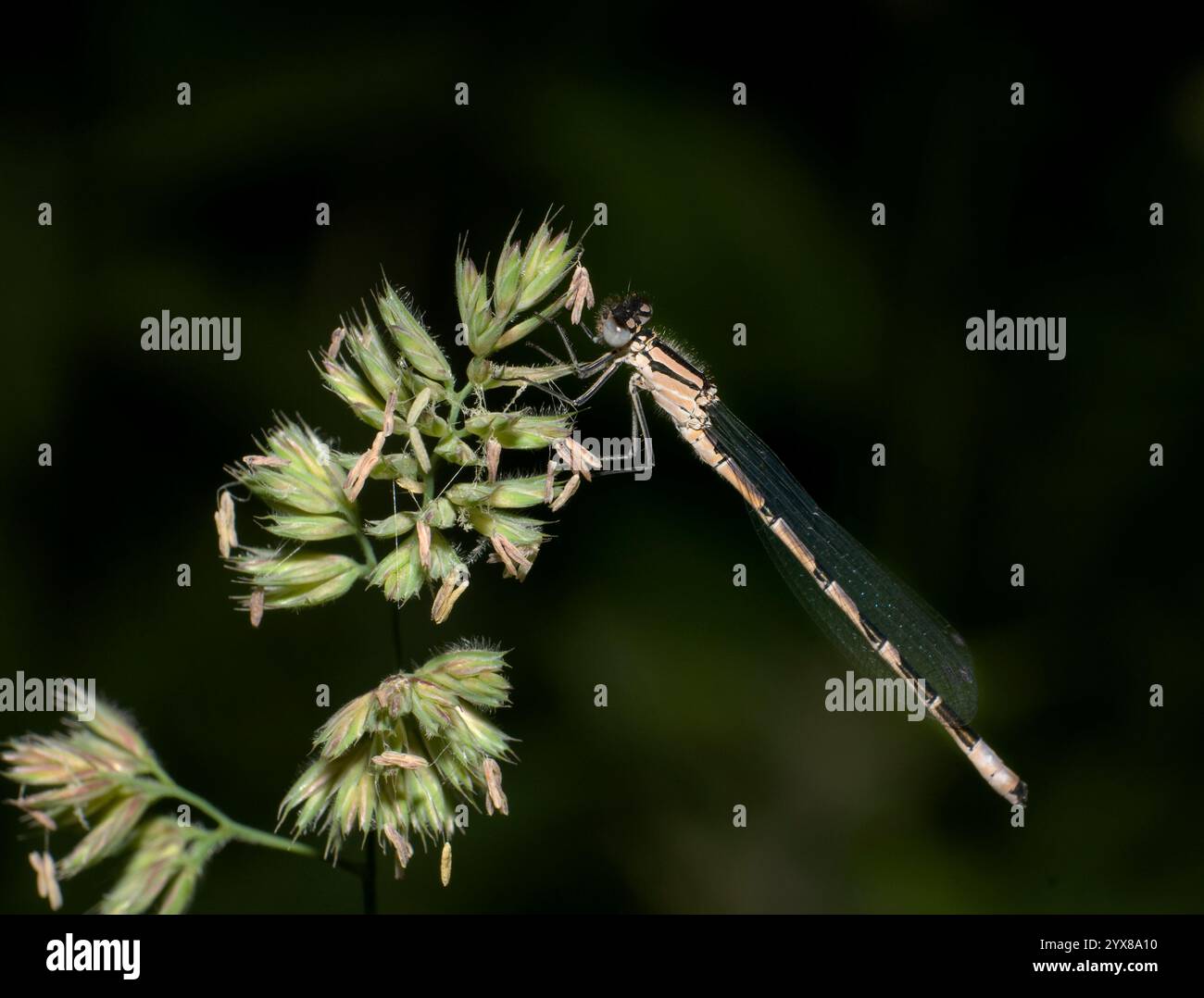 Une vue latérale d'une femelle de Damselfly bleue commune, Enallagma cyathigerum, reposant sur la végétation. Gros plan bien focalisé avec un arrière-plan flou naturel. Banque D'Images