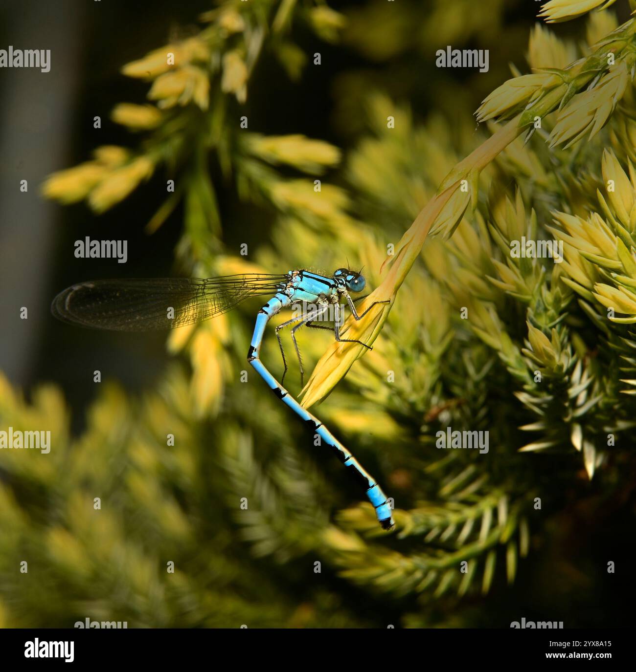 Un beau mâle de Damselfly bleu commun, Enallagma cyathigerum, reposant sur un buisson de genièvre. Excellents détails, bien focalisé, gros plan et lumineux. Banque D'Images