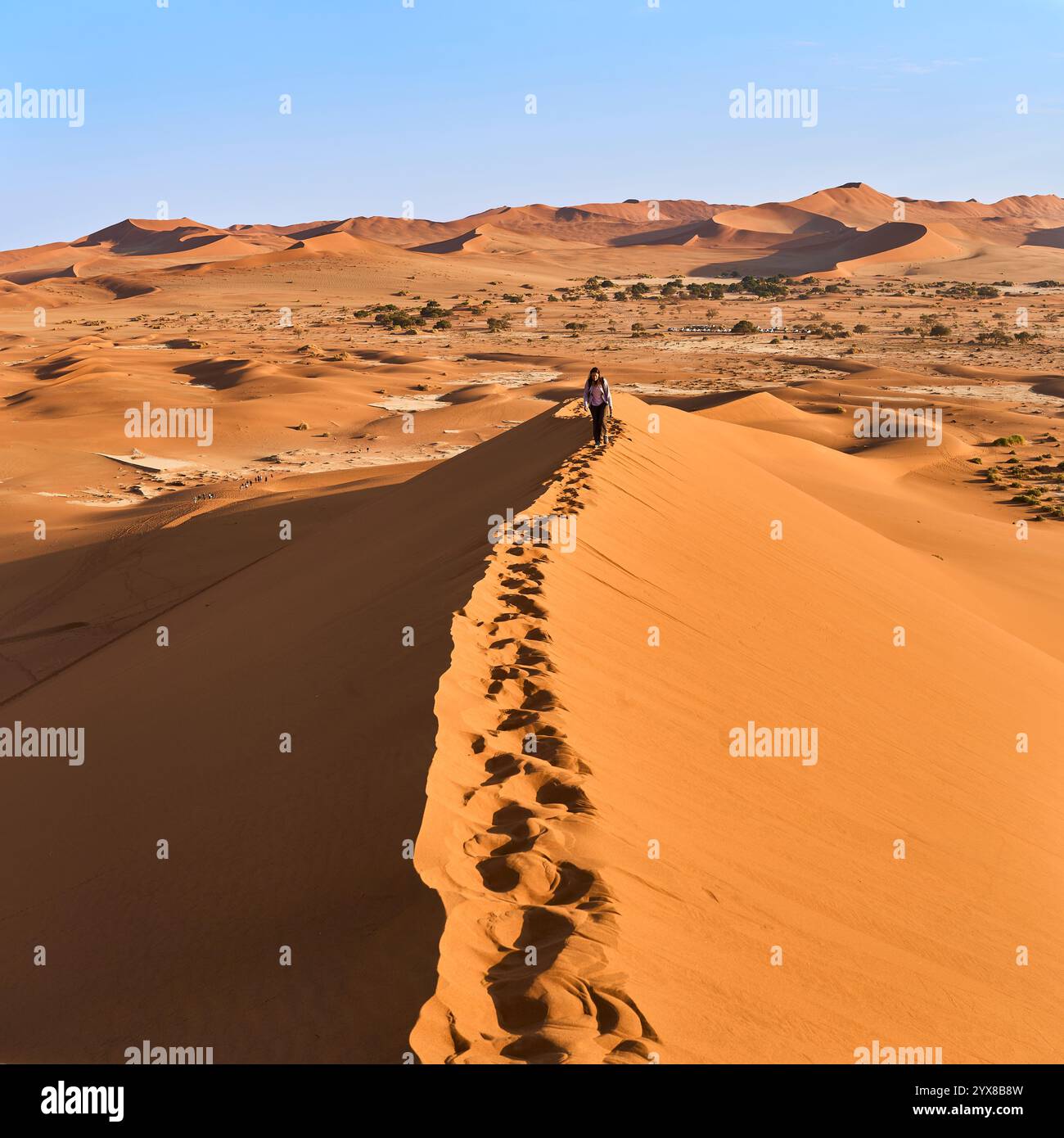 Empreintes de pas sur la crête d'une dune dans la lumière du matin sur le chemin de Big Daddy Dune, Sossusvlei, Deadvlei, Parc National de Sesriem, Namibie, Afrique. Banque D'Images