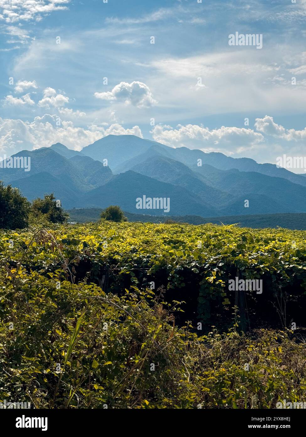 Paysage de montagne avec vignoble dans le nord de la Grèce Banque D'Images