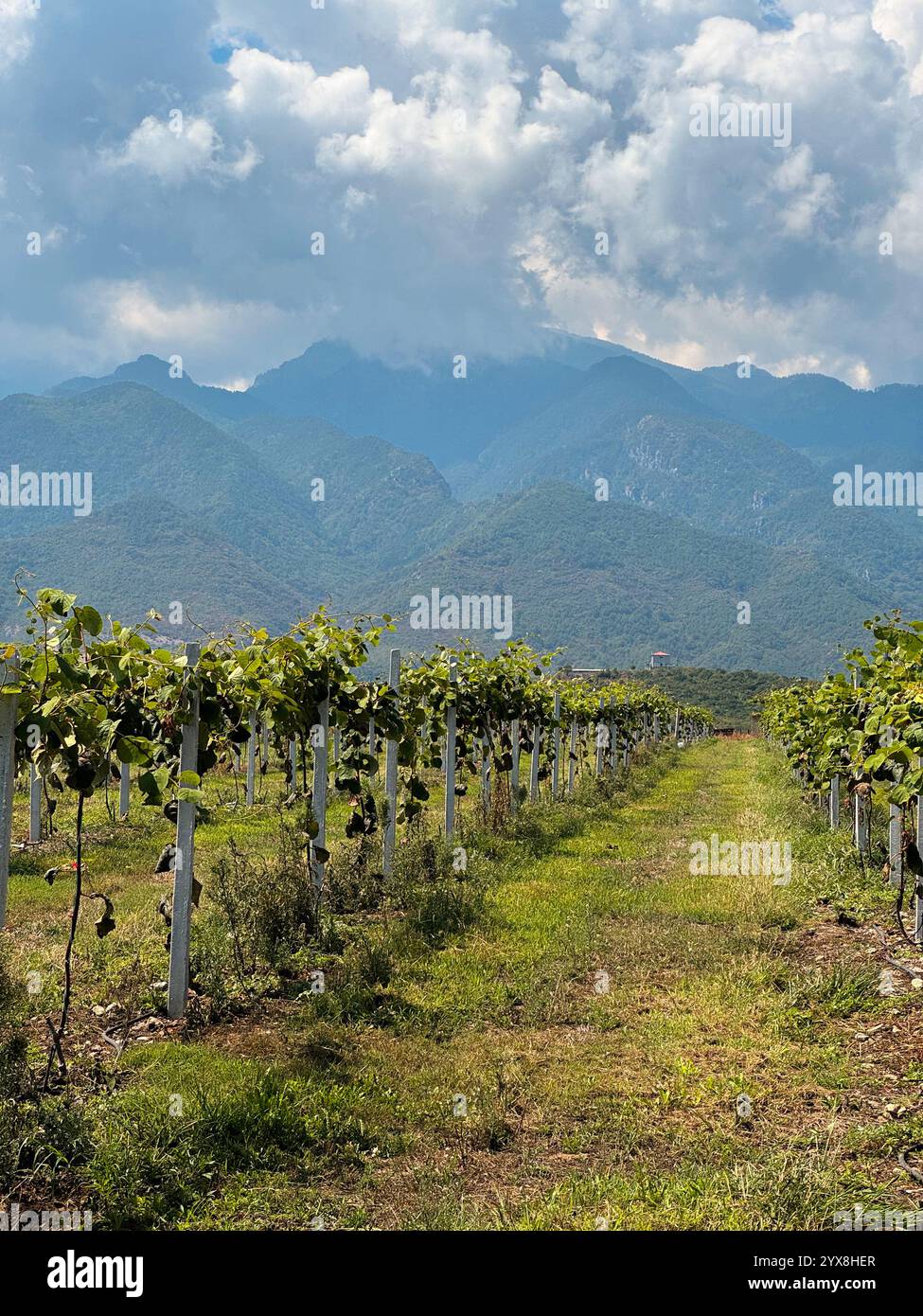 Paysage de montagne avec vignoble dans le nord de la Grèce Banque D'Images