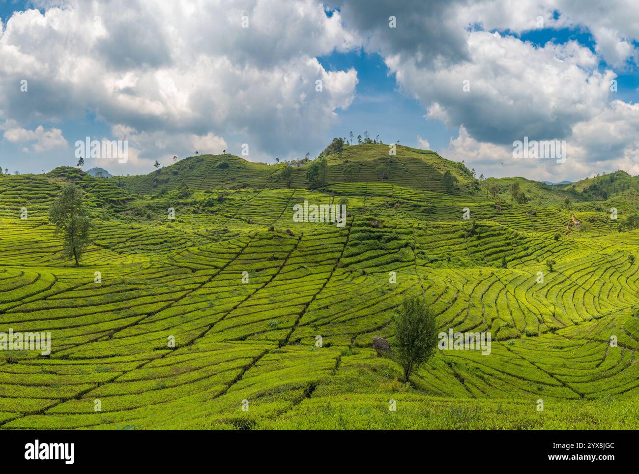 Rancabali Tea Plantation près de Bandung à Java Ouest, Indonésie. Banque D'Images