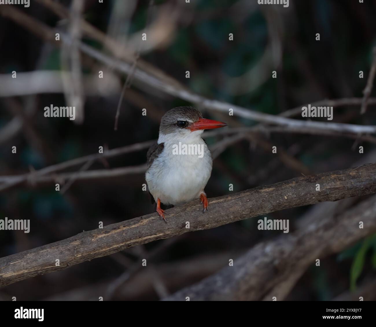 kingfisher à capuche brune perché sur une branche Banque D'Images