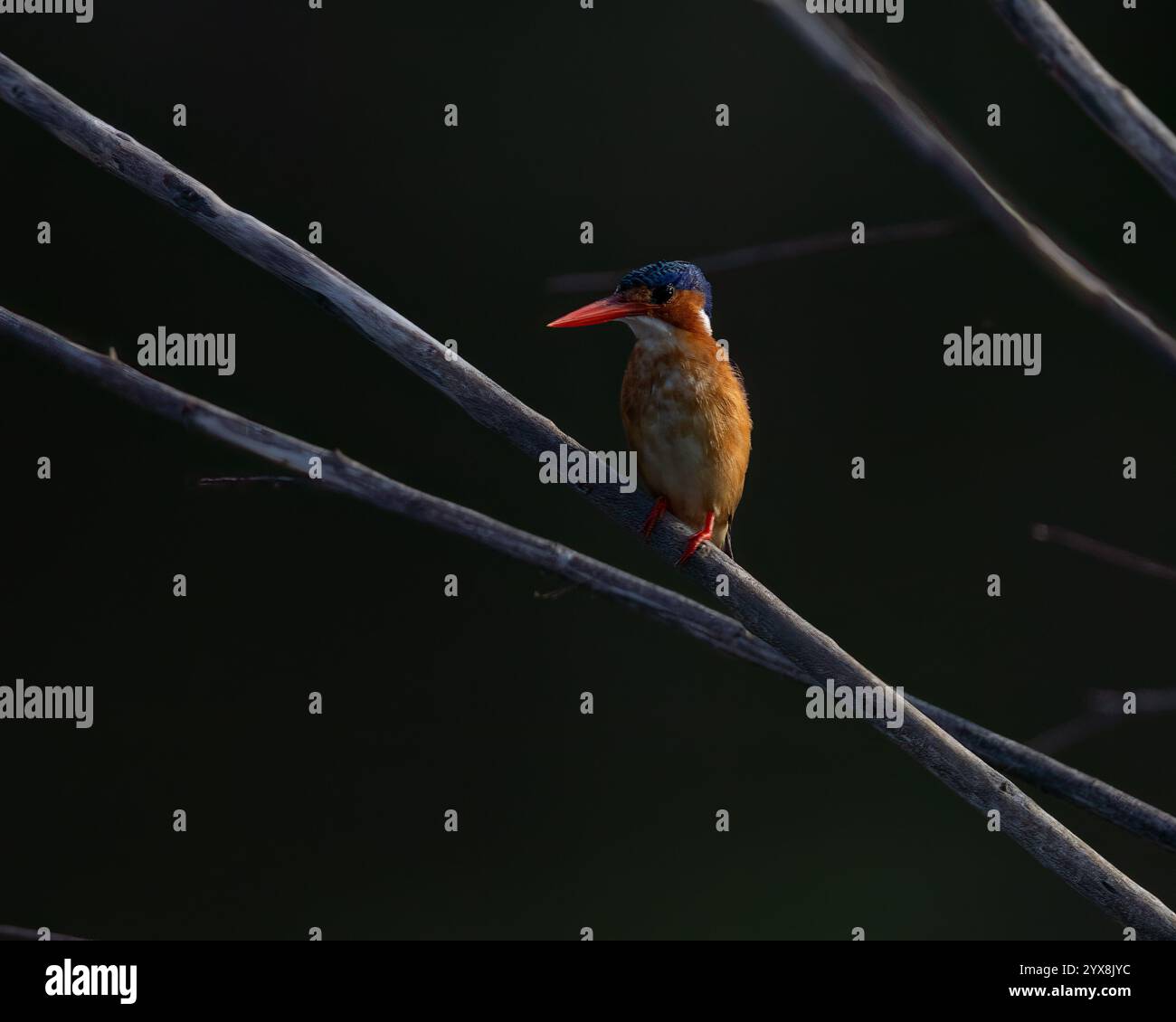 Malachite Kingfisher perché sur la branche Banque D'Images