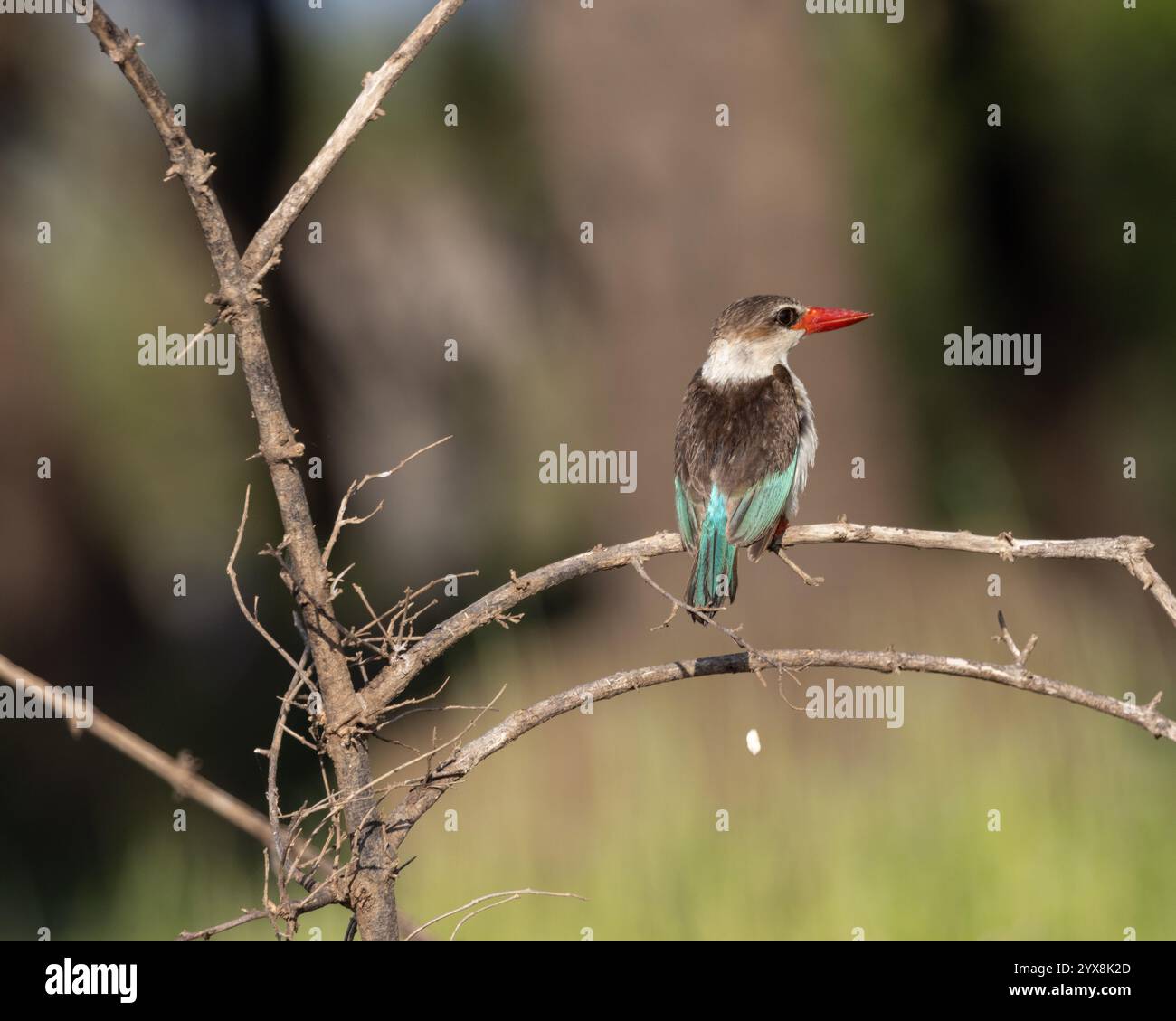 kingfisher à capuche brune perché sur une branche Banque D'Images