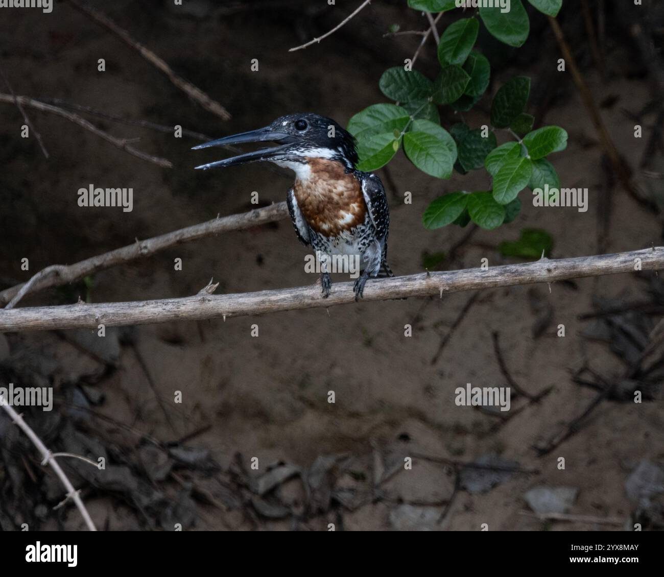 Kingfisher géant perché au-dessus de la rivière en Tanzanie Banque D'Images