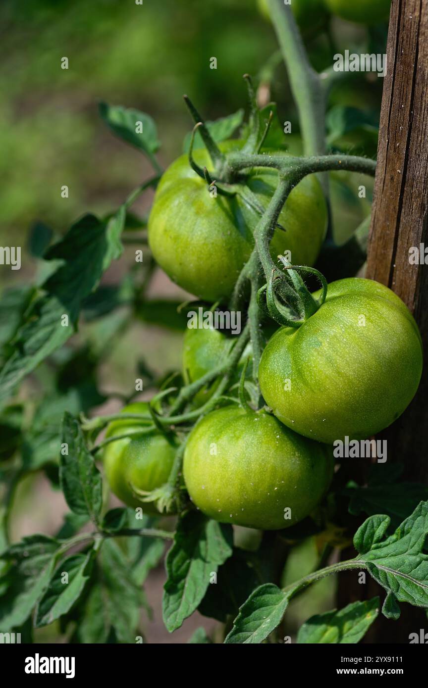 Un bouquet de tomates vertes suspendues à une plante. Les tomates sont mûres et prêtes à être cueillies Banque D'Images