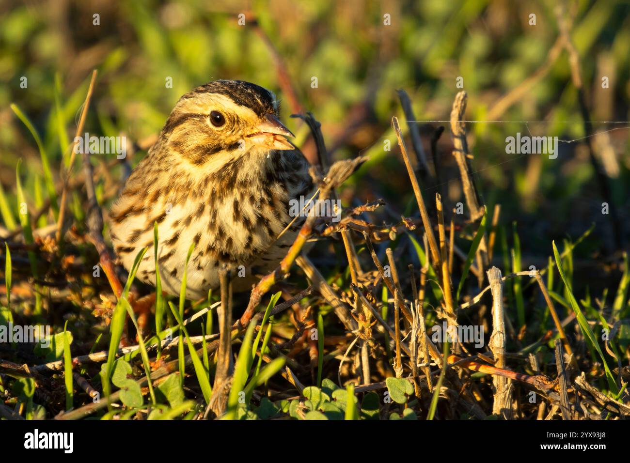 Moineau de Savannah (Passerculus sandwichensis), Sacramento National Wildlife refuge, Californie Banque D'Images