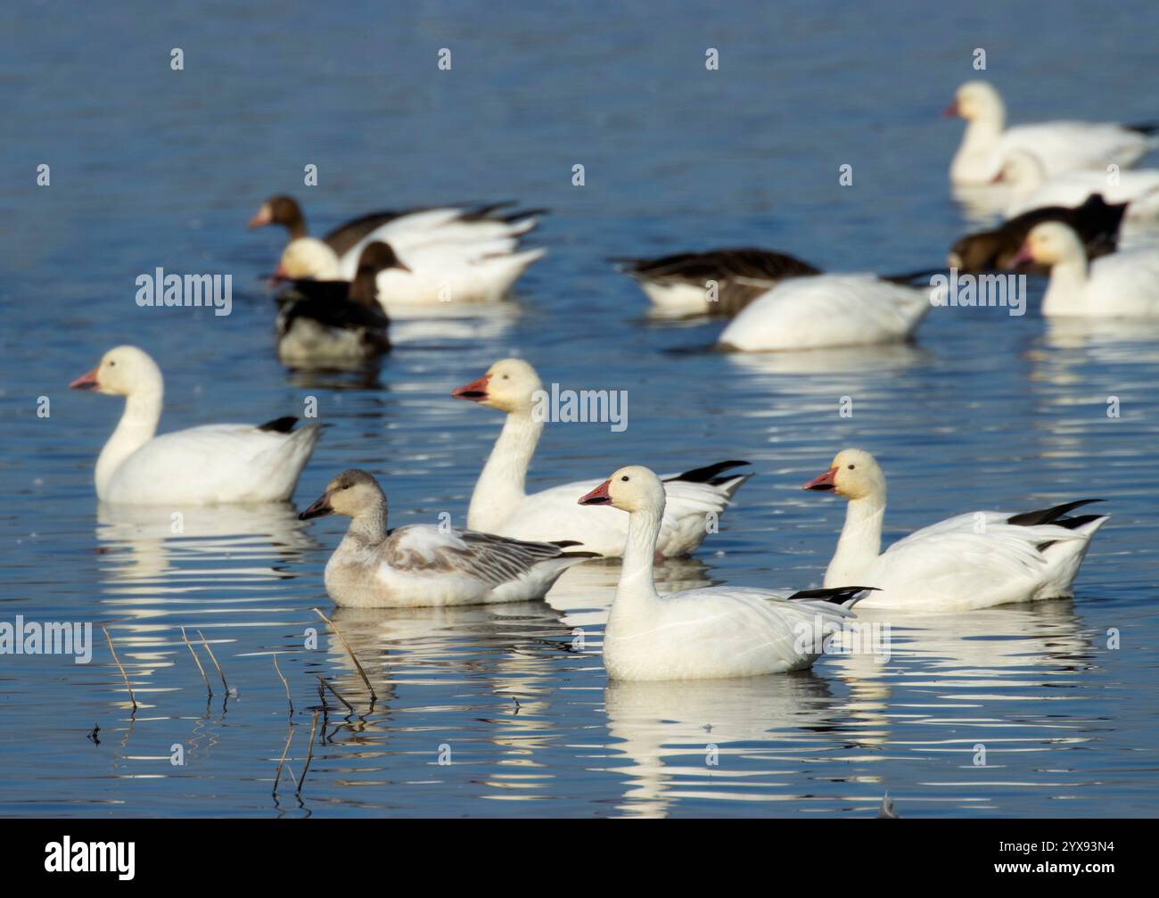 Oies des neiges (Chen caerulescens), refuge national de la faune de Colusa, Californie Banque D'Images