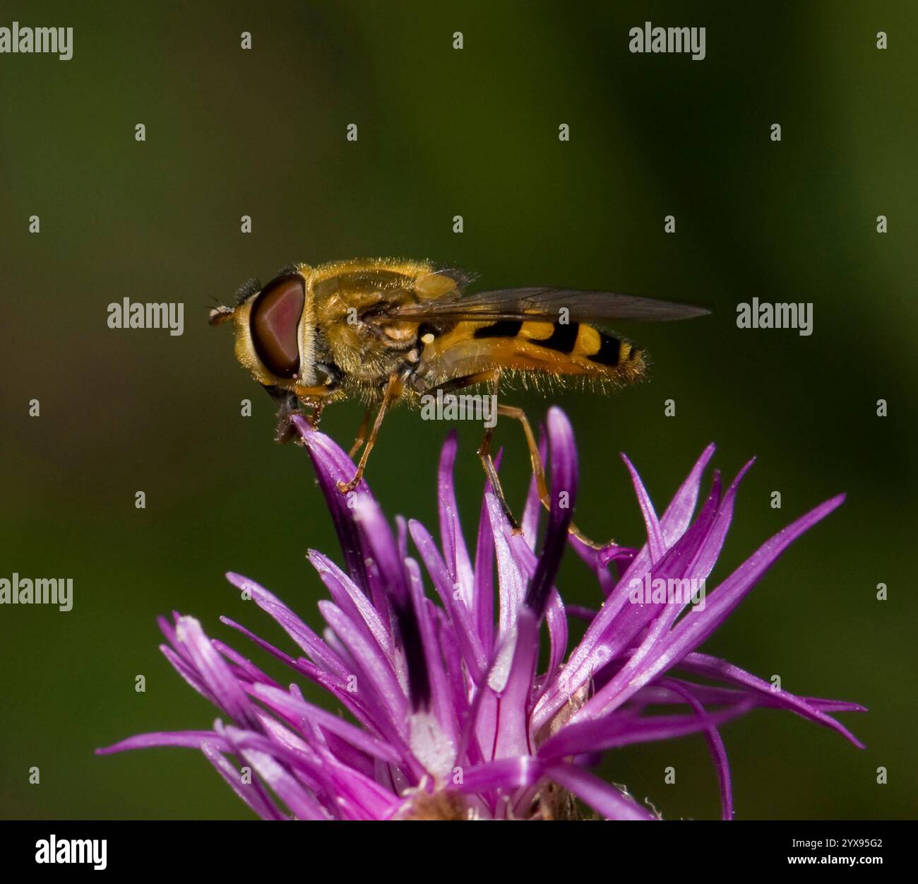 Une vue latérale d'une mouche à pattes noires, Syrphus vitripennis, reposant sur une fleur géante en weed. Gros plan, bien focalisé avec arrière-plan flou. Banque D'Images