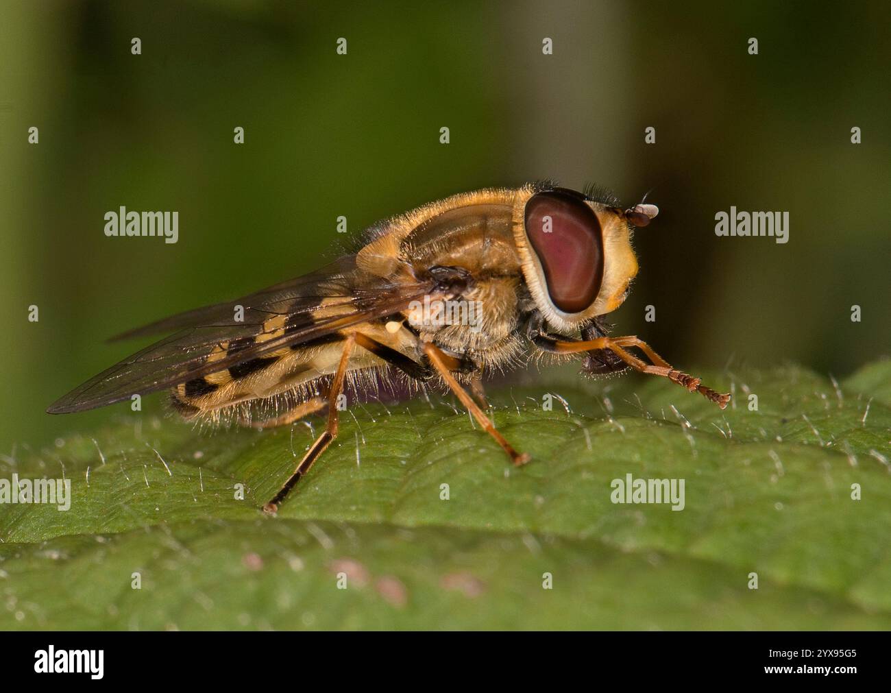 Vue latérale d'une mouche à pattes noires, Syrphus vitripennis, nettoyant ses pattes tout en se reposant sur une feuille. Bien focalisé, gros plan, arrière-plan flou. Banque D'Images