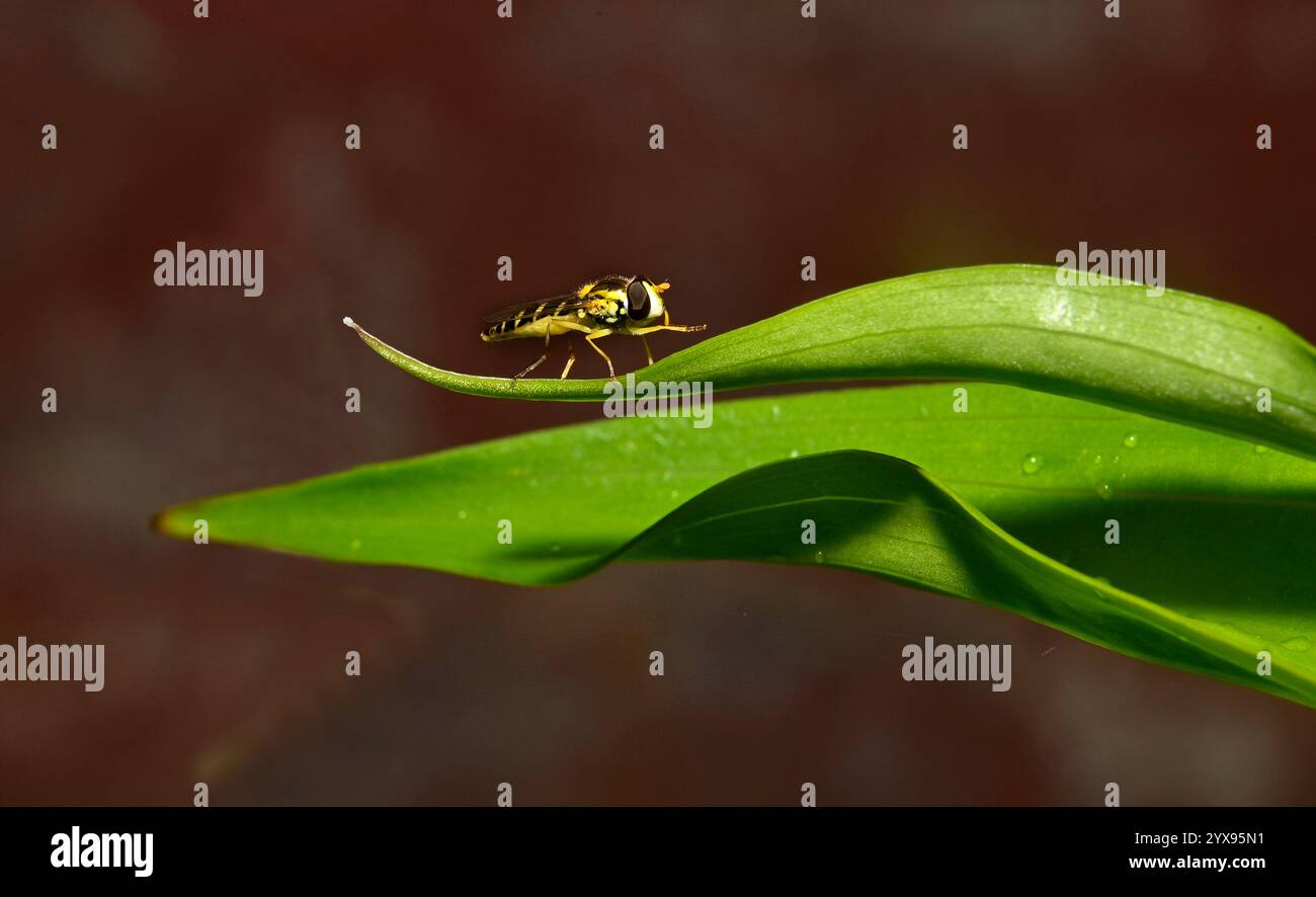 Une vue latérale d'un long hoverfly, Sphaerophoria scripta, se reposant et se nettoyant sur une grande feuille. Bien focalisé, gros plan et arrière-plan flou. Banque D'Images