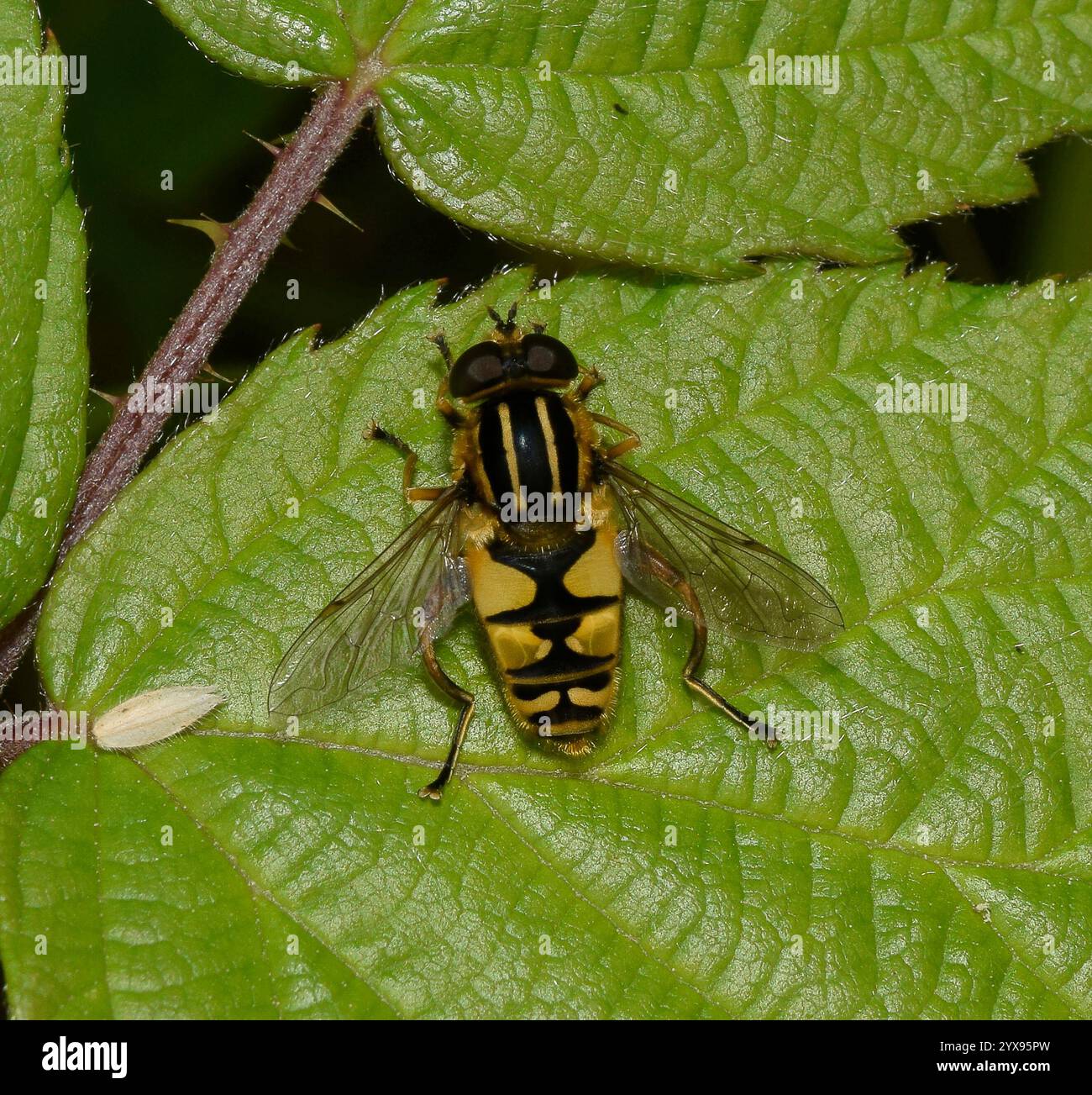 Une mouche solaire, Hoverfly, Helophilus pendulus, reposant sur des feuilles à la lumière du soleil. Gros plan et bien focalisé avec de très bons détails. Arrière-plan naturel. Banque D'Images