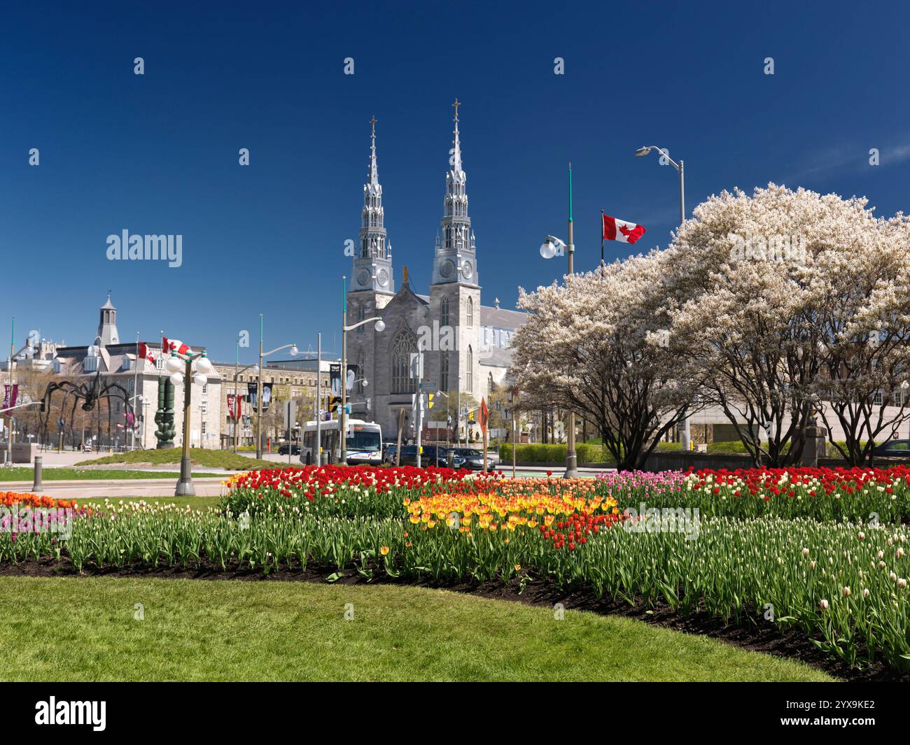 Basilique-cathédrale Notre-Dame, arbres en fleurs dans les tulipes dans un parc au printemps 2017 pendant le festival des tulipes à Ottawa, Ontario, Canada. 2017 Banque D'Images