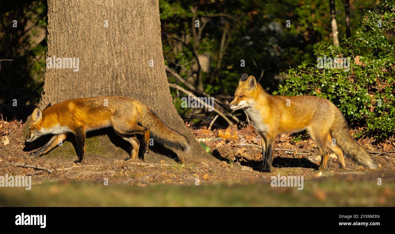 Une paire de renards roux marchant à la lisière de la forêt Banque D'Images