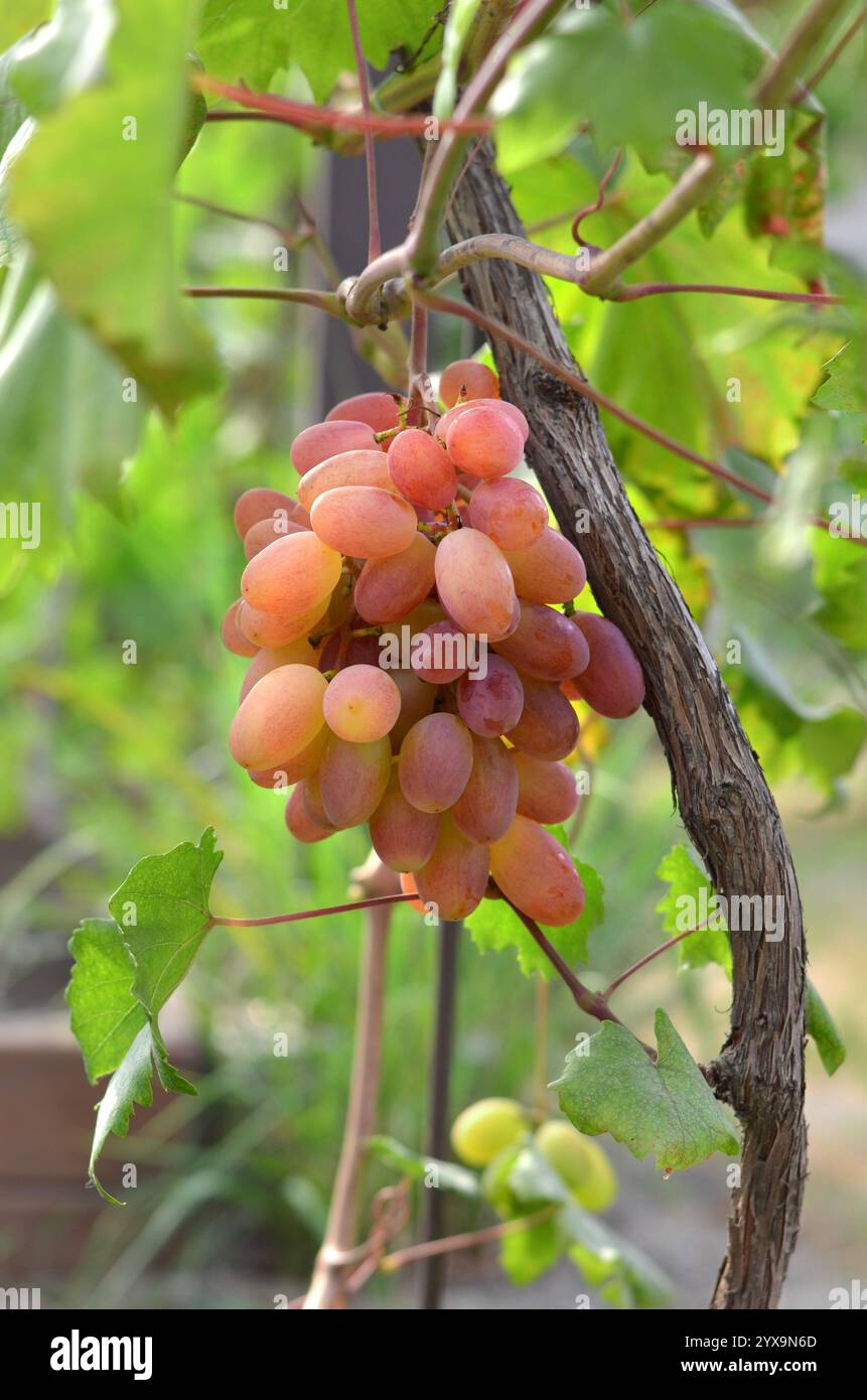 Grappe de raisins roses mûrs sur la vigne dans un jardin privé. Concept de jardinage biologique. Banque D'Images
