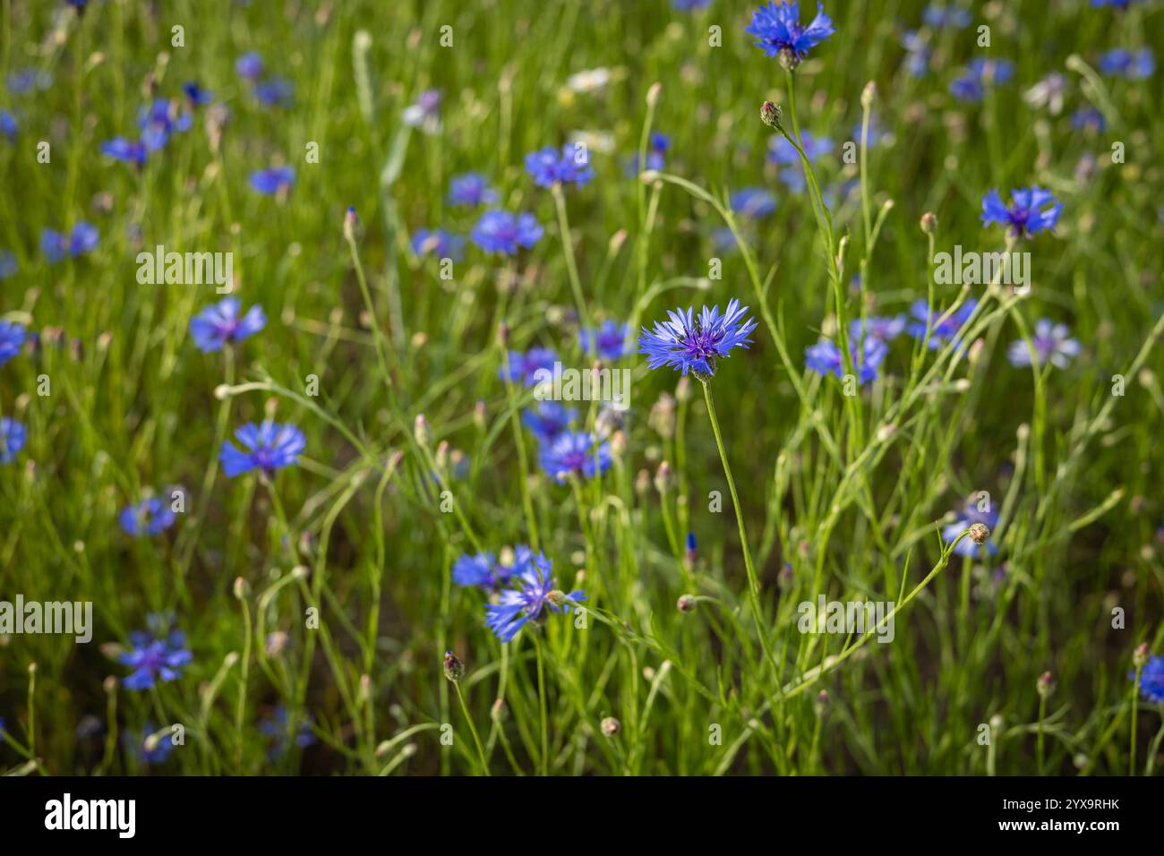 Floraison de bleuets bleus dans une prairie verte luxuriante par une journée d'été ensoleillée. Fleurs sauvages, beauté naturelle et paysages ruraux aux couleurs florales vibrantes Banque D'Images