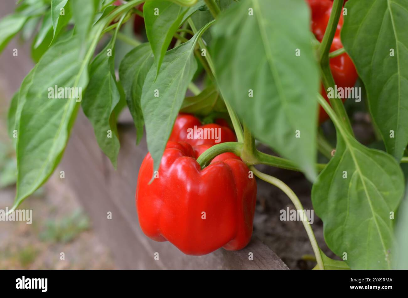 Poivrons rouges parmi le feuillage vert poussant dans un lit de jardin à l'extérieur. Concept de jardinage biologique. Banque D'Images