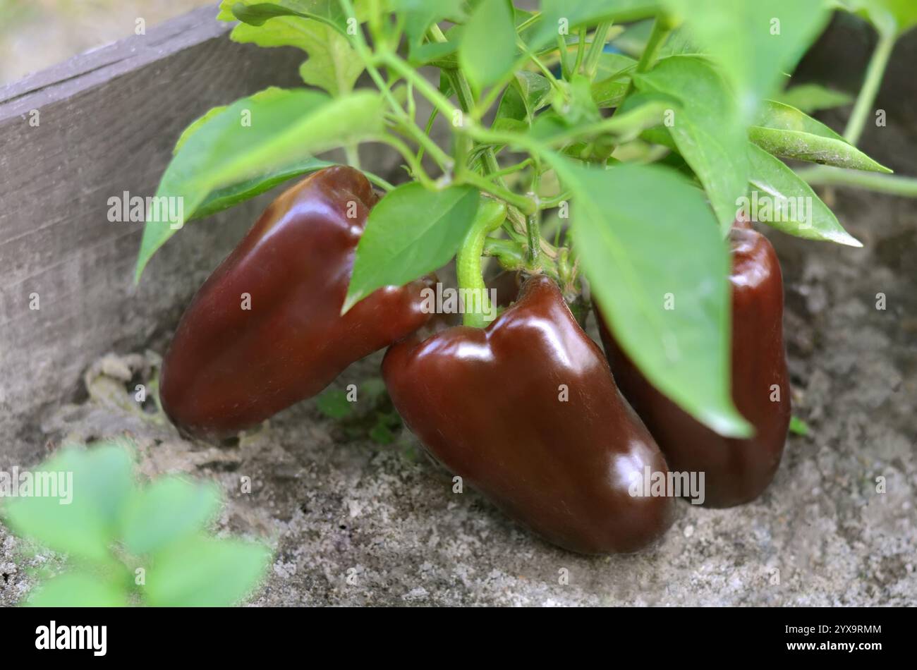 Poivrons bruns doux parmi le feuillage vert poussant dans un lit de jardin à l'extérieur. Concept de jardinage biologique. Banque D'Images