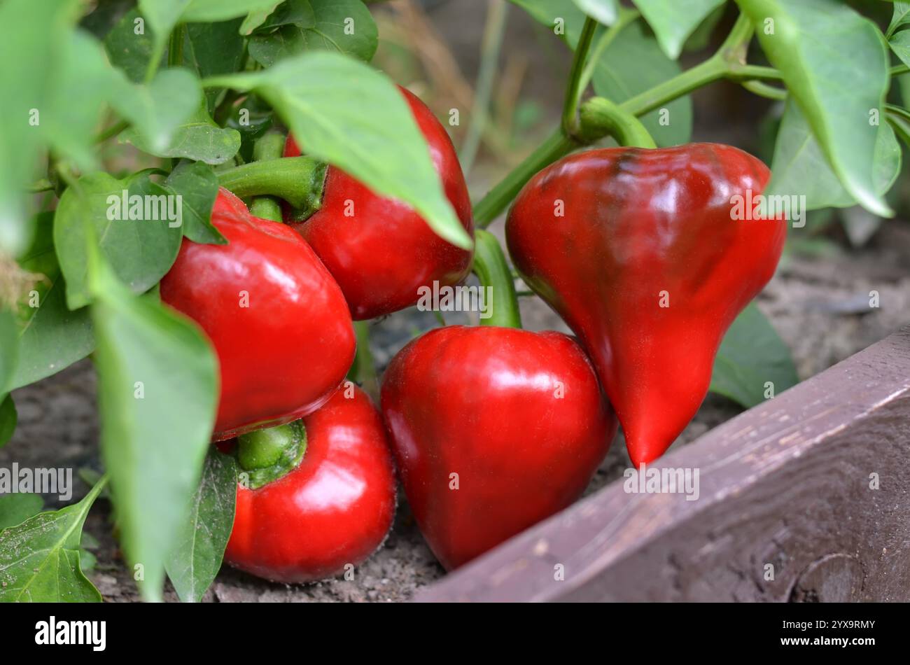 Poivrons rouges mûrs en forme de cône poussant dans un lit de jardin extérieur. Concept de jardinage biologique. Banque D'Images
