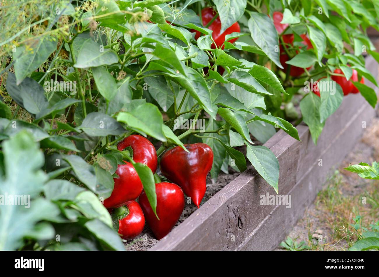Arbustes de poivrons rouges poussant dans un lit de jardin extérieur. Développez votre propre concept alimentaire. Banque D'Images