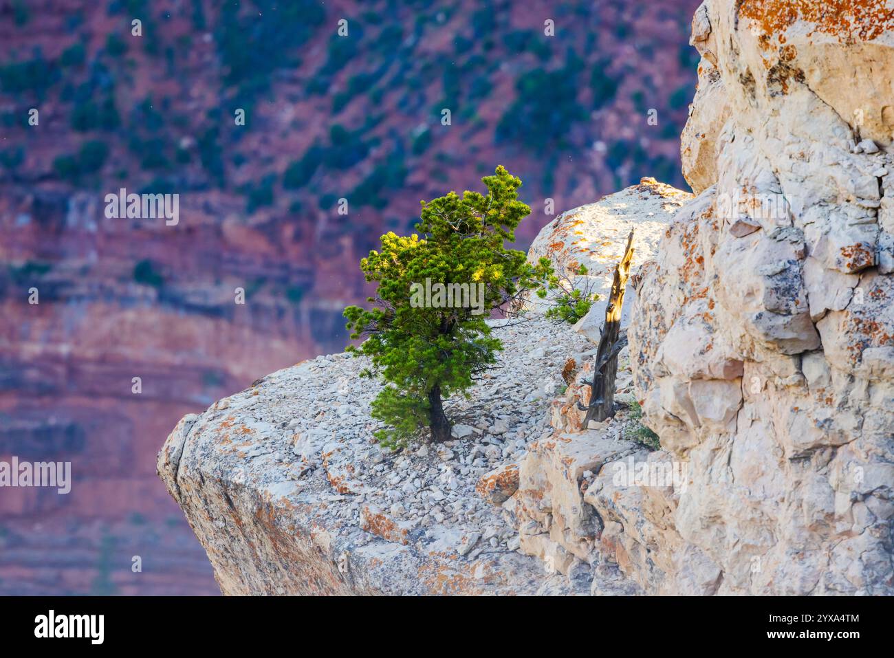 Un pin solitaire s'accroche à la vie sur un rebord. Plateau nord, Grand Canyon. Banque D'Images