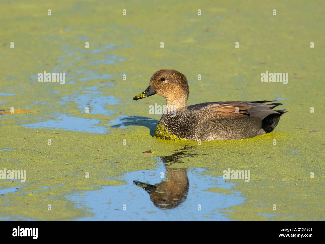 Gadwall (Mareca strespera), réserve d'animaux de Gray Lodge, Californie Banque D'Images