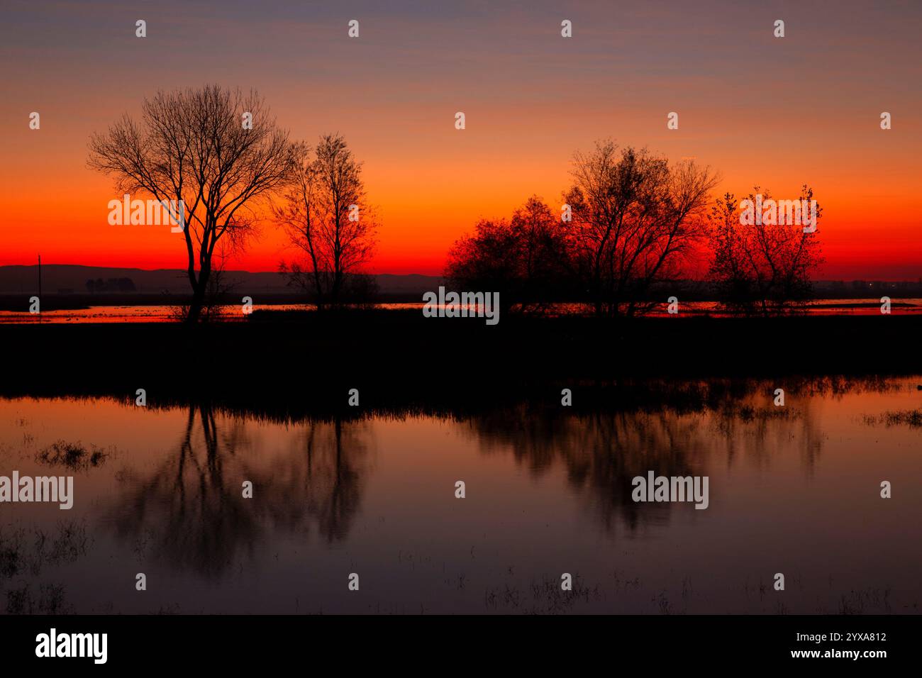 Marsh Dawn, unité Llano Seco, Steve Thompson North Central Valley Wildlife Management Area, Californie Banque D'Images