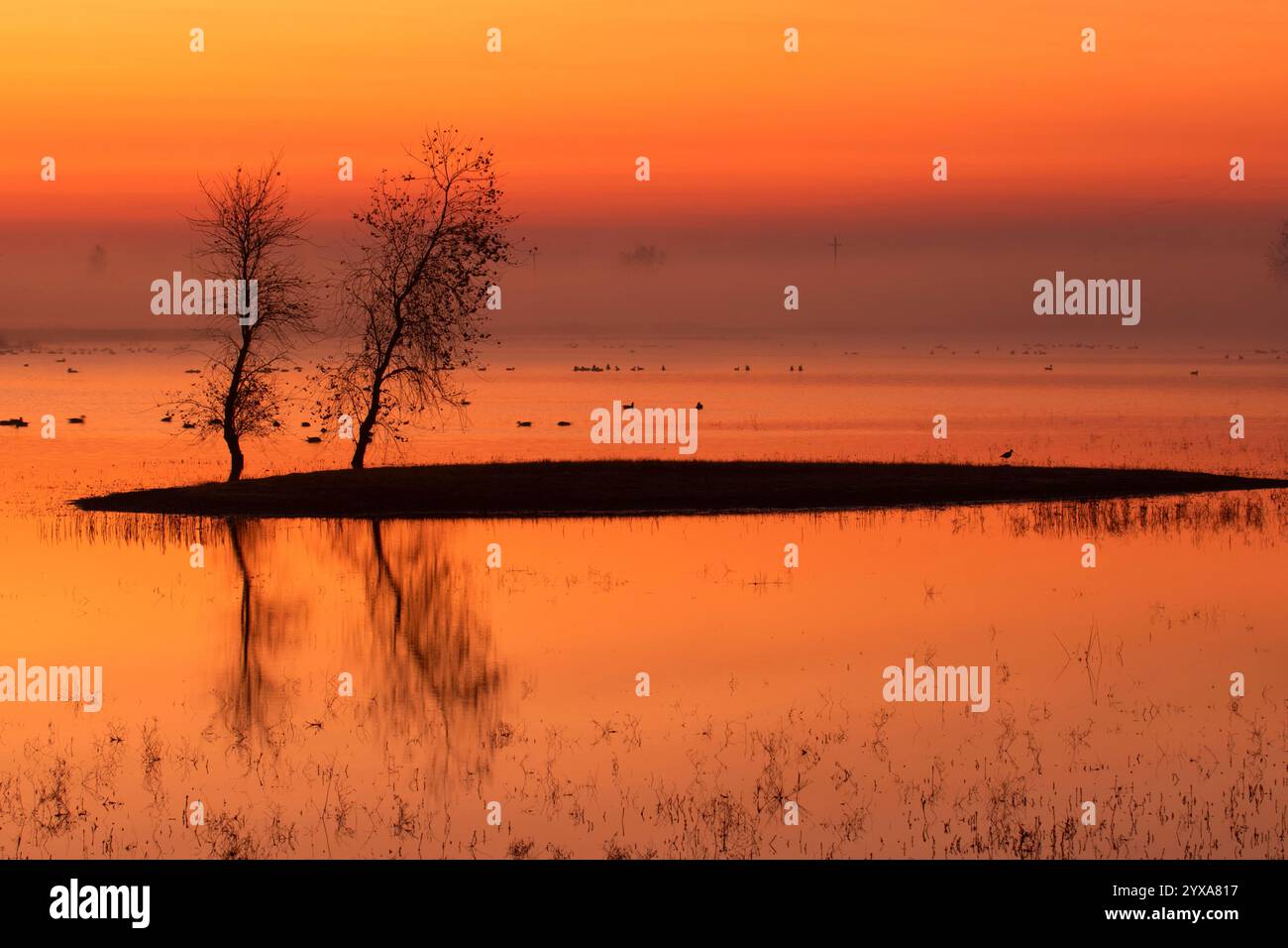 Marsh Dawn, unité Llano Seco, Steve Thompson North Central Valley Wildlife Management Area, Californie Banque D'Images