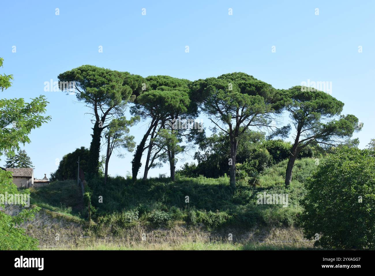 PIN de pierre italien (nom botanique Pinus pinea) rangée. Aussi connu comme le pin de pierre méditerranéen, pin parasol et pin parasol. Banque D'Images