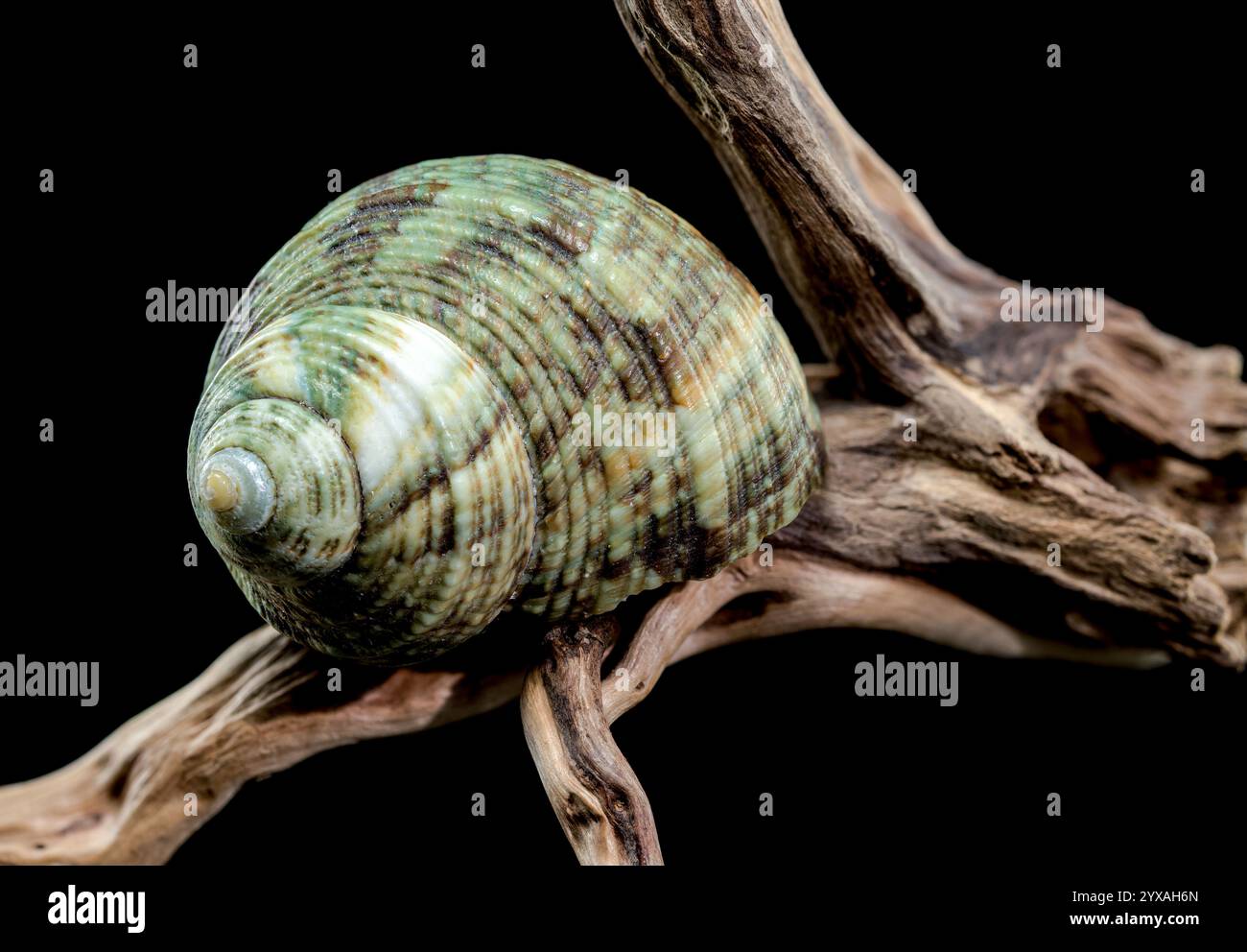 Un escargot Turbo cornutus frappant avec des pointes en forme de corne distinctive repose sur un morceau de bois flotté altéré. Cette image met en évidence les caractéristiques uniques A. Banque D'Images