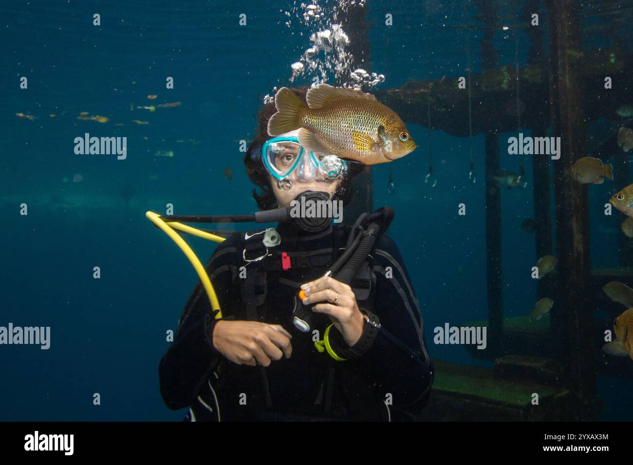 Gros plan d'une femme plongeuse sous-marine regardant un poisson bleu, Blue Grotto, Williston, Floride, États-Unis Banque D'Images