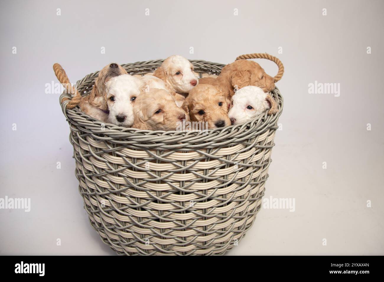Photo en studio d'une portée de huit chiots d'or dans un panier en osier Banque D'Images