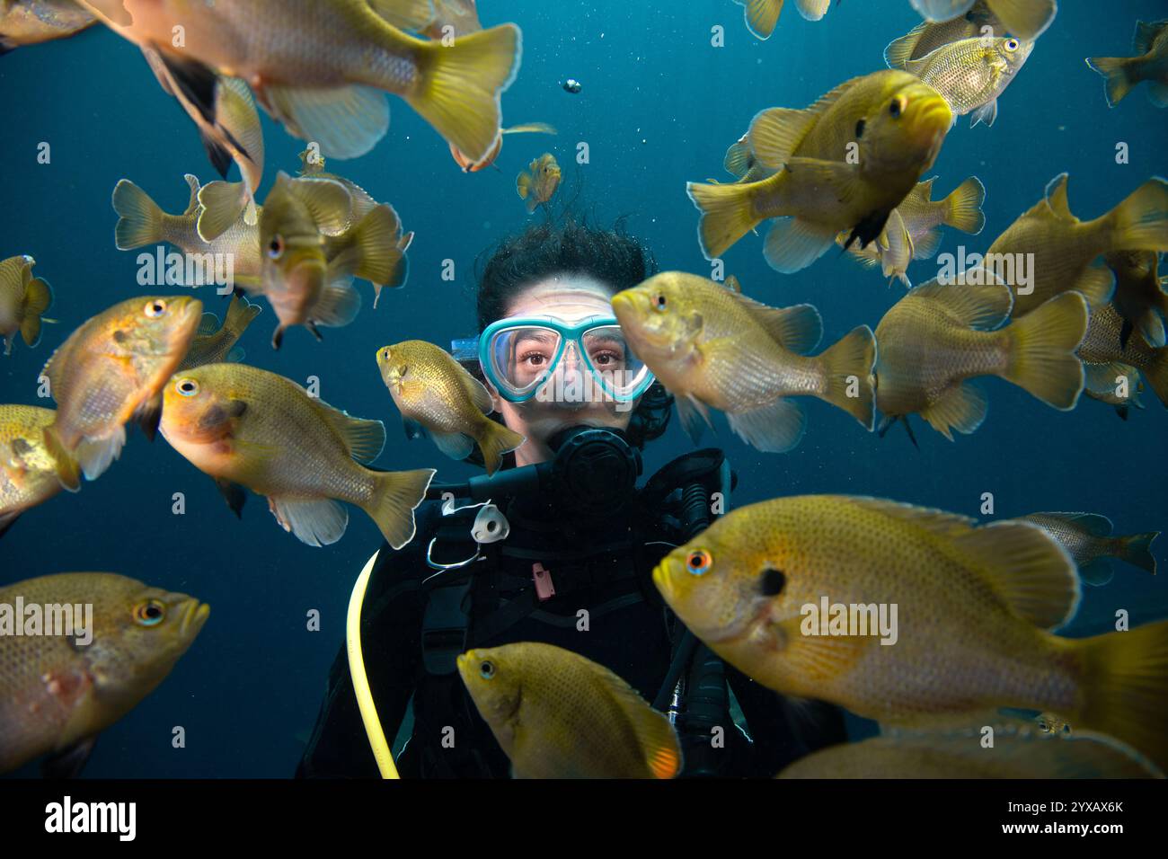 Gros plan d'une femme plongeuse nageant avec une école de poissons bleuets, Blue Grotto, Williston, Floride, États-Unis Banque D'Images