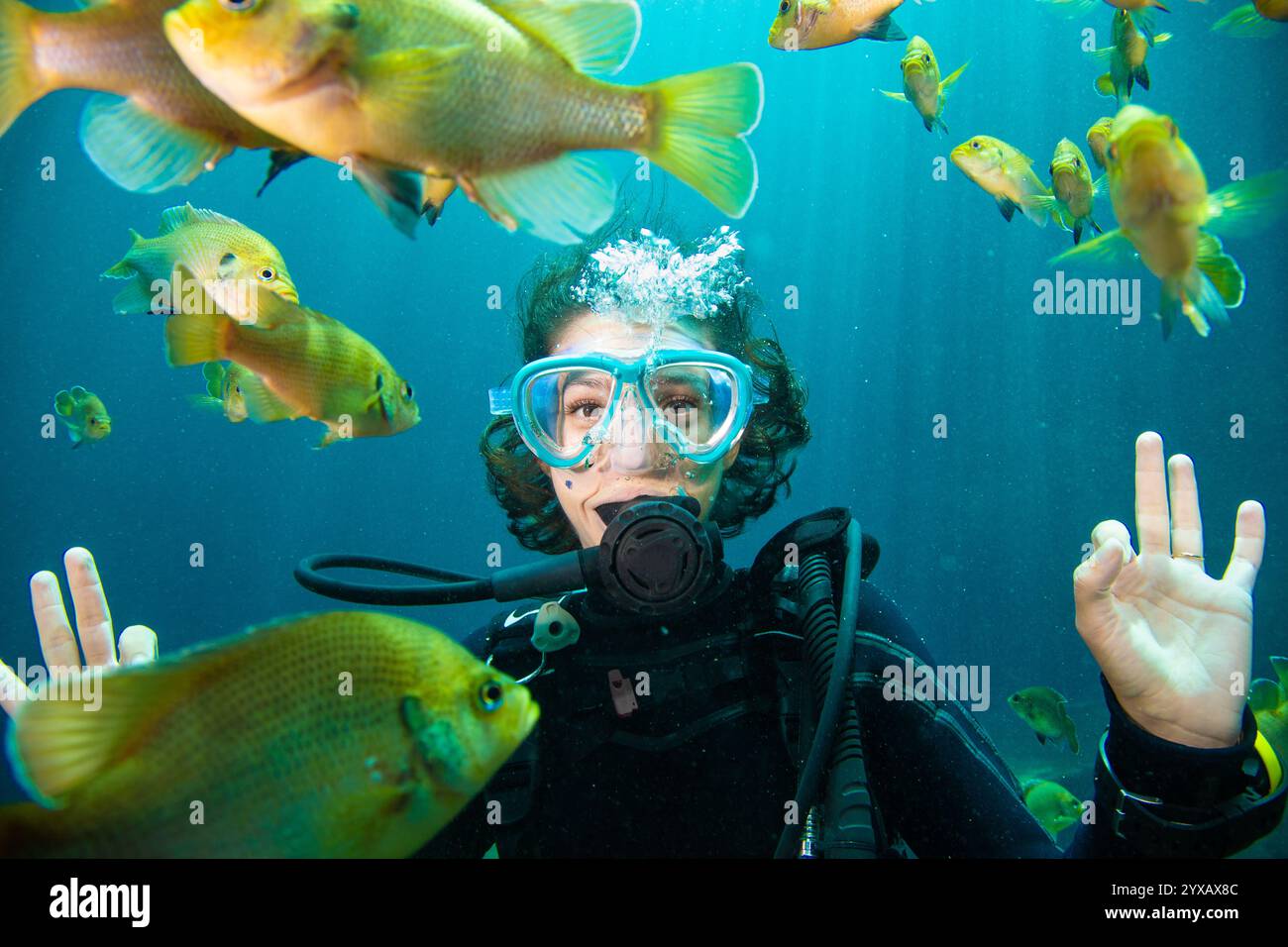 Gros plan d'une femme plongeuse nageant avec une école de poissons bleuets, Blue Grotto, Williston, Floride, États-Unis Banque D'Images