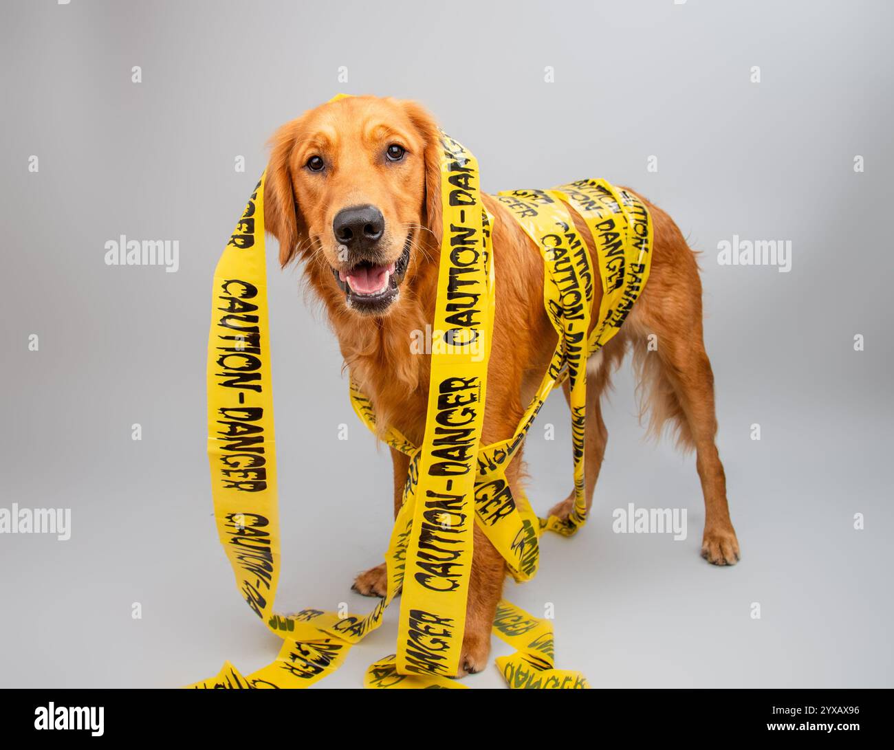 Portrait d'un chien Golden retriever enveloppé dans du ruban jaune avec le mot attention Banque D'Images