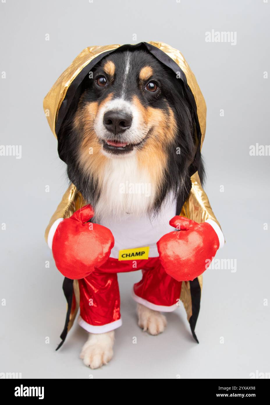 Portrait d'un berger australien habillé en boxeur Banque D'Images