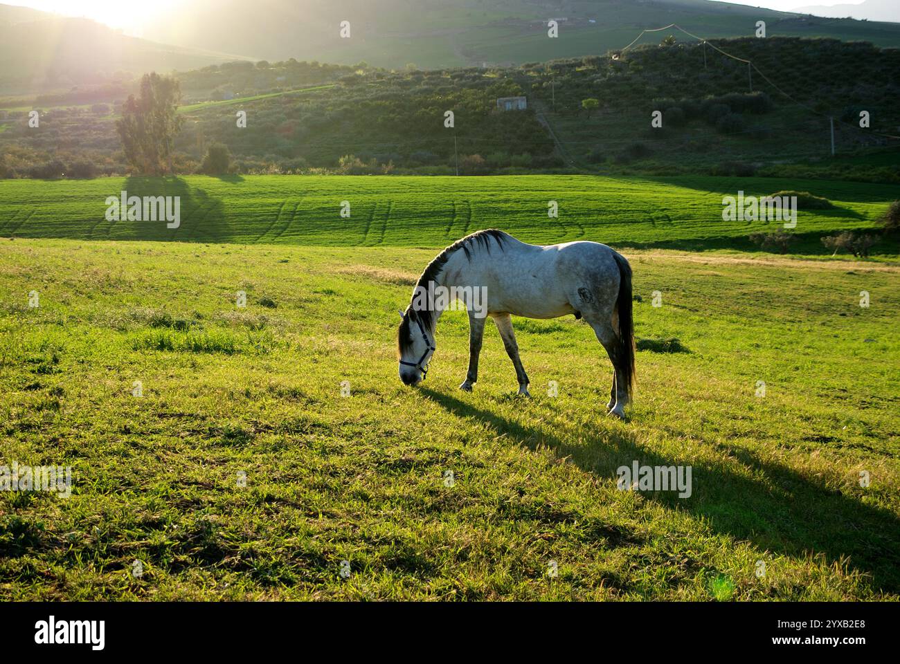 Scène de campagne au coucher du soleil avec cheval blanc paissant dans le pré, Sicile, Italie Banque D'Images