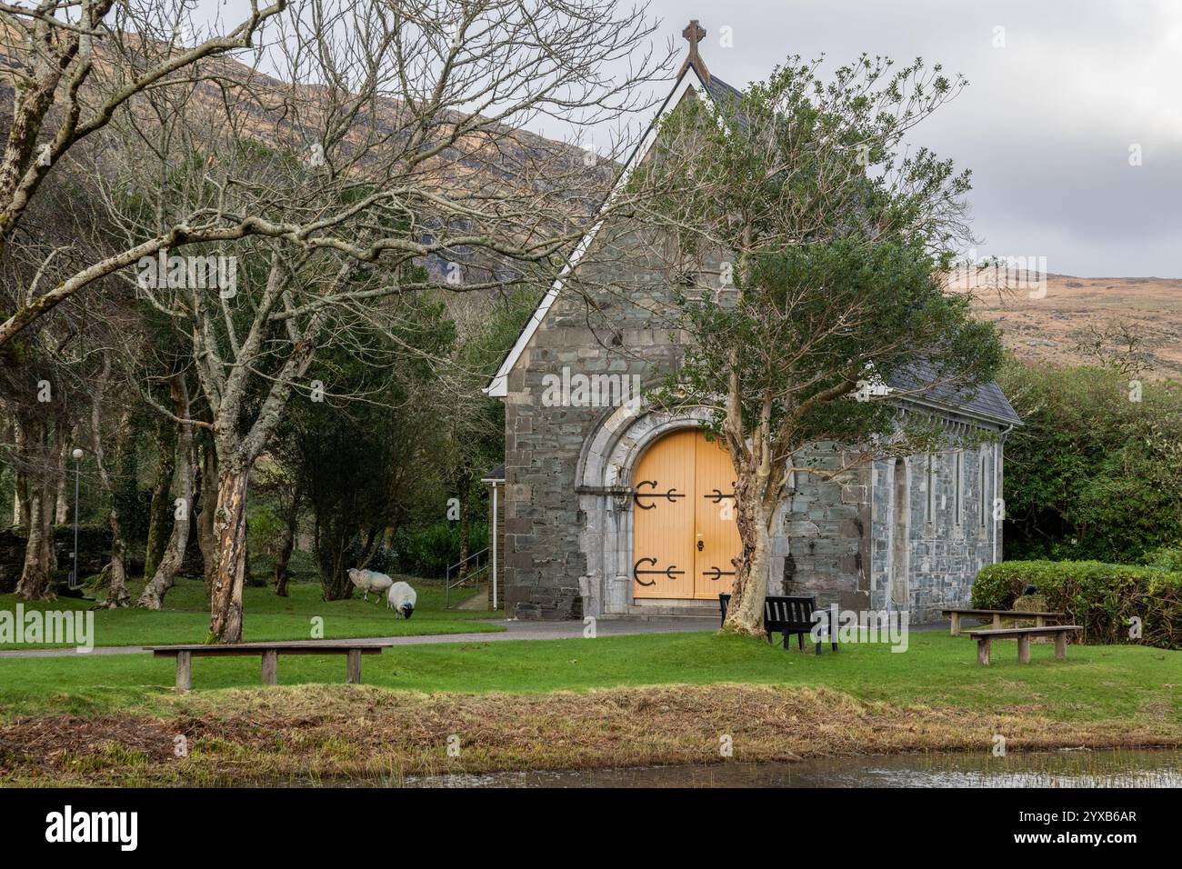 Moutons à l'Oratoire de Finbarr (Aireagal Naomh Fionnbarra), Gougane Barra, West Cork, Irlande. Banque D'Images