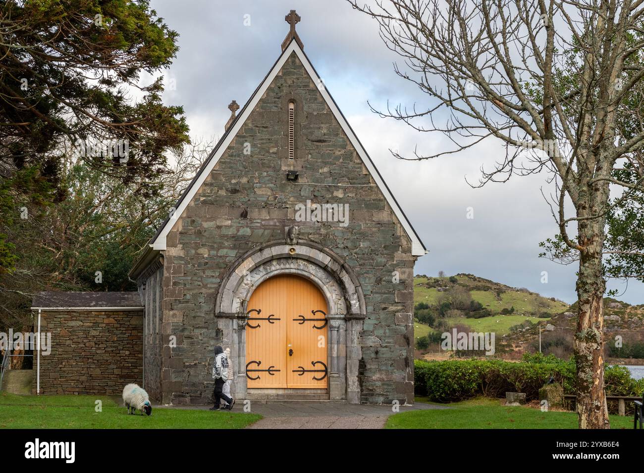 Moutons à l'Oratoire de Finbarr (Aireagal Naomh Fionnbarra), Gougane Barra, West Cork, Irlande. Banque D'Images