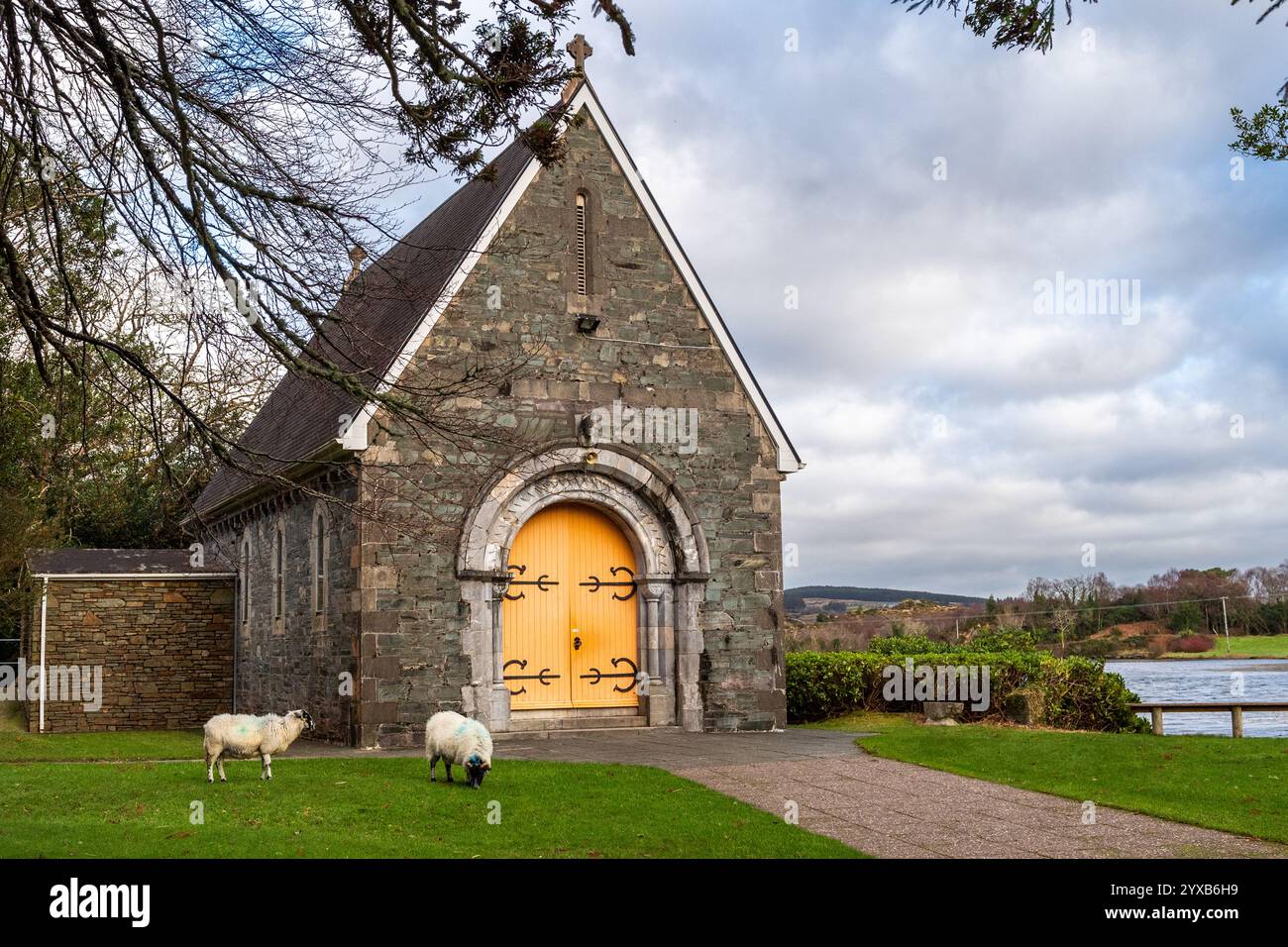 Moutons à l'Oratoire de Finbarr (Aireagal Naomh Fionnbarra), Gougane Barra, West Cork, Irlande. Banque D'Images