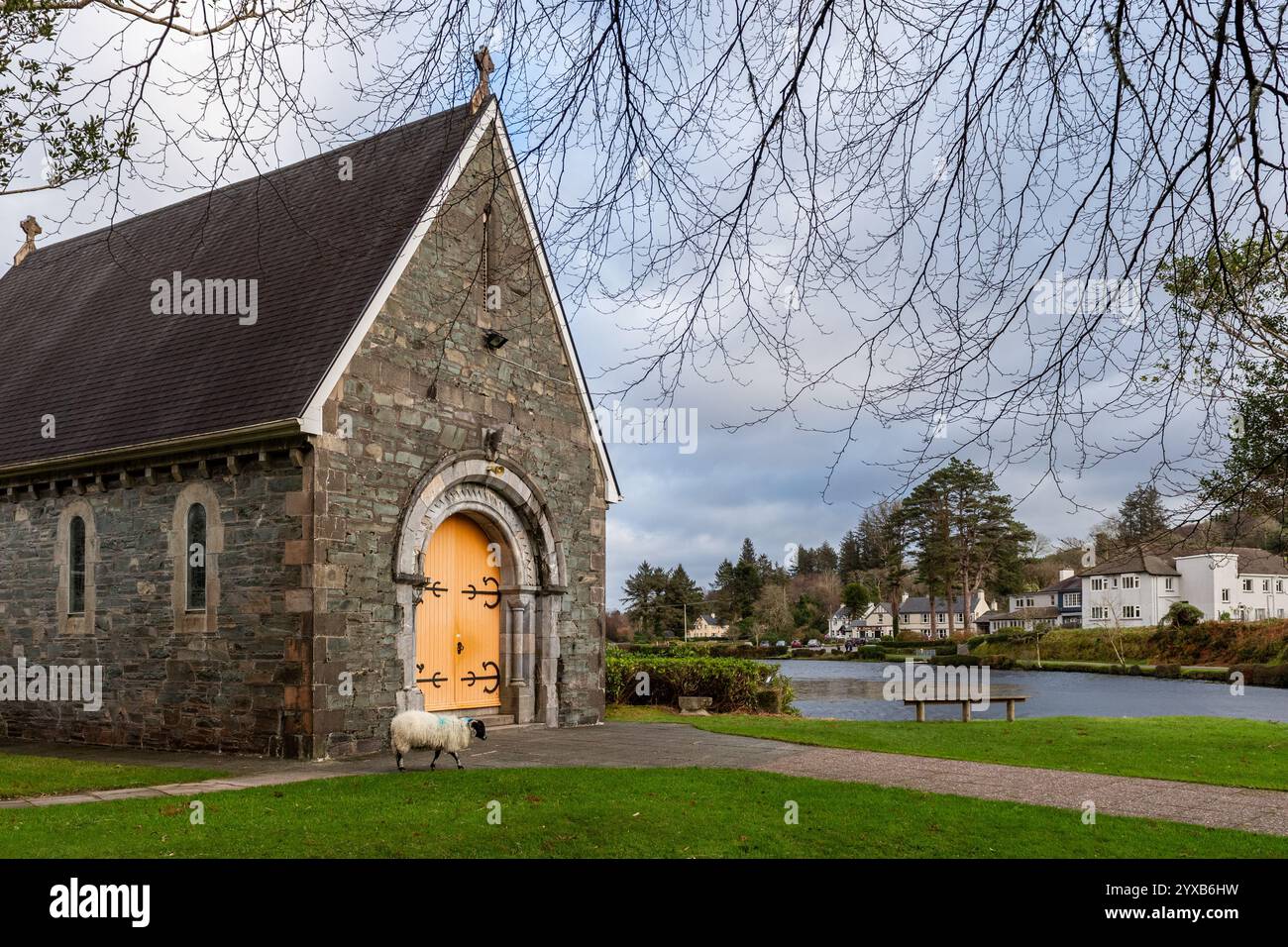 Moutons à l'Oratoire de Finbarr (Aireagal Naomh Fionnbarra), Gougane Barra, West Cork, Irlande. Banque D'Images