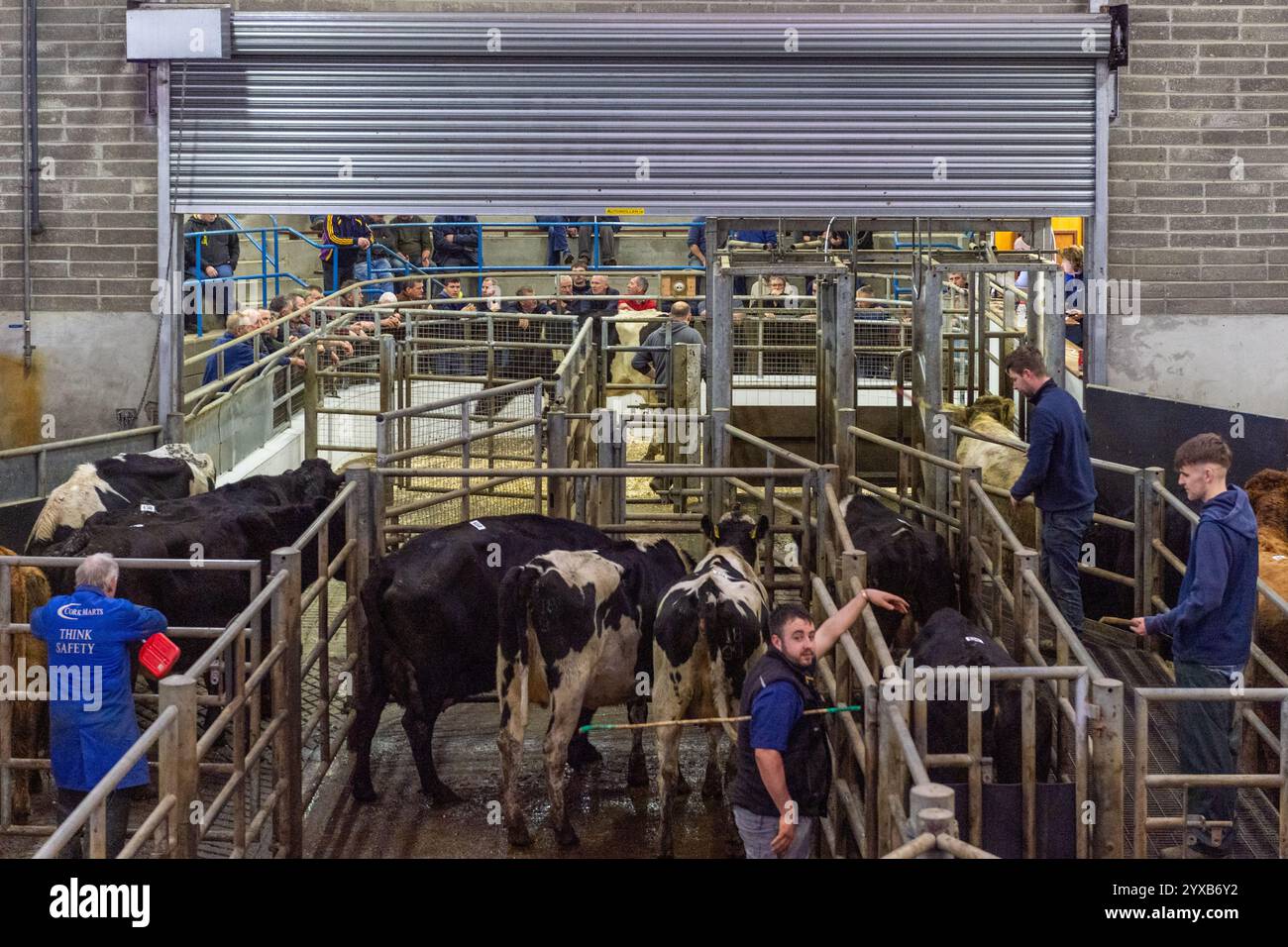 Cork Cattle Mart à Skibbereen, West Cork, Irlande. Banque D'Images