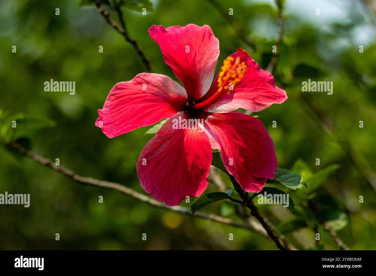 La rose de Chine est une variété unique d'hibiscus qui produit de grandes et doubles fleurs dans les tons de rose, rouge, noir et blanc. Rosa chinensis, connue communément Banque D'Images