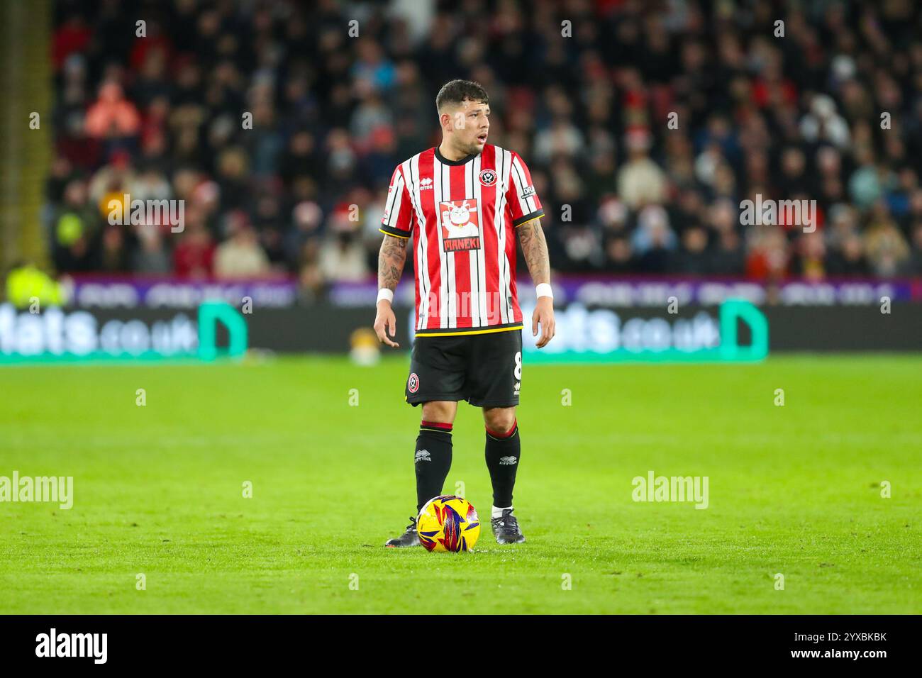 Bramall Lane, Sheffield, Angleterre - 14 décembre 2024 Gustavo Hamer (8) de Sheffield United tient un coup franc - pendant le jeu Sheffield United v Plymouth Argyle, EFL Championship, 2024/25, Bramall Lane, Sheffield, Angleterre - 14 décembre 2024 crédit : Mathew Marsden/WhiteRosePhotos/Alamy Live News Banque D'Images