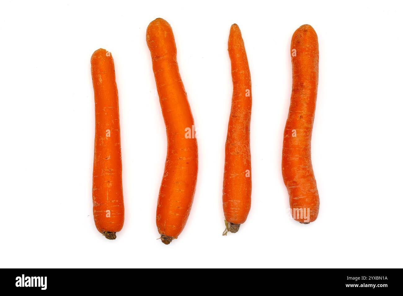 Exercice de comptage avec quatre carottes sur un fond blanc – image stock de concepts pédagogiques de mathématiques et alimentaires Banque D'Images