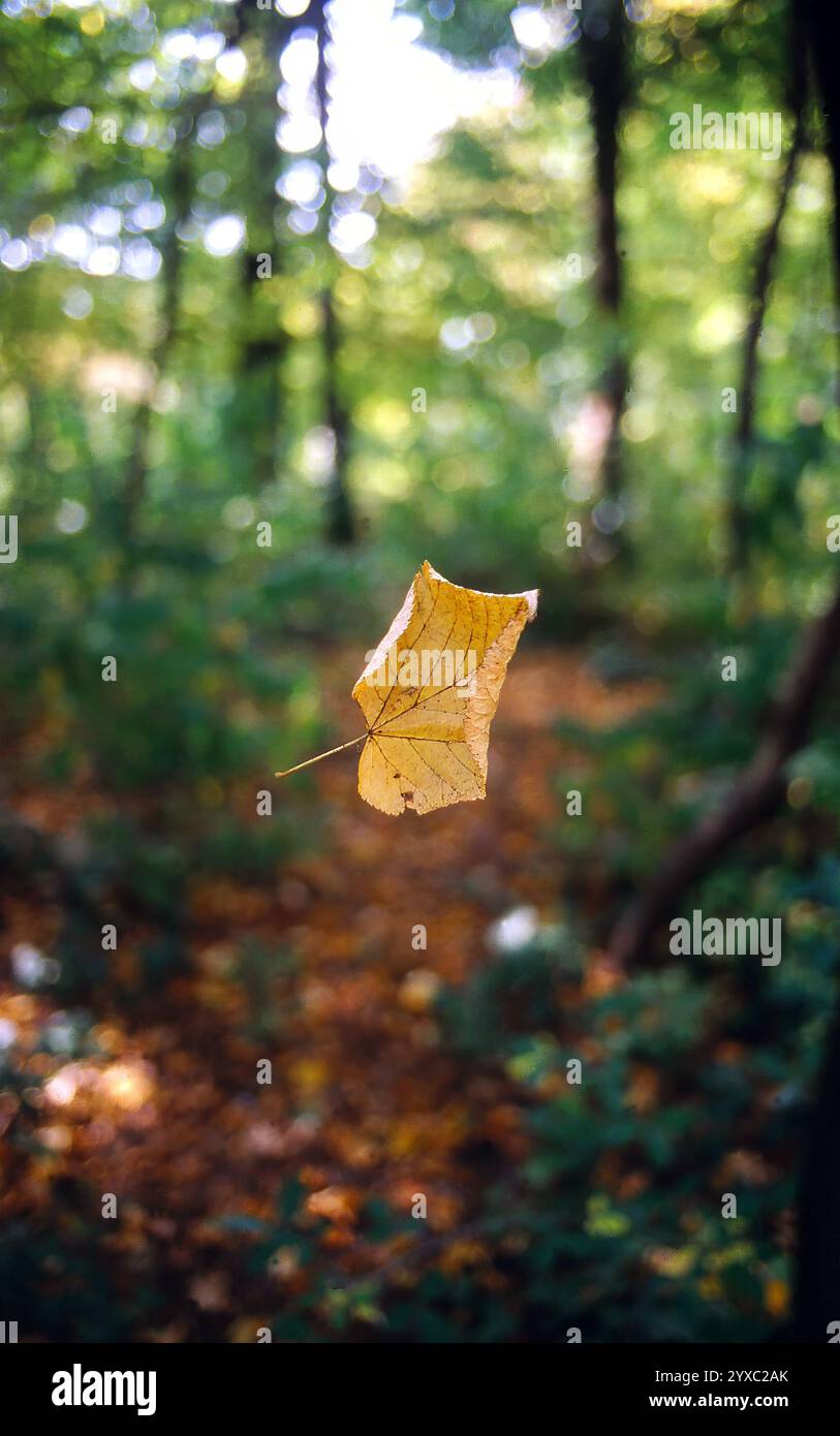Une feuille séchée tombe d'un arbre d'automne Banque D'Images
