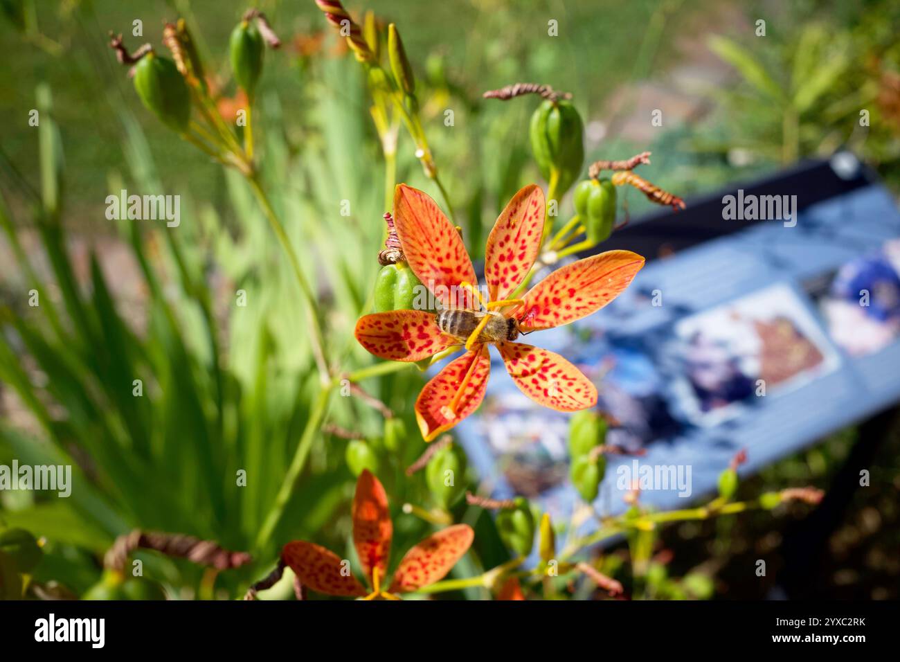 Une Iris domestica rouge au centre de l'image. Il est aussi connu sous le nom de BlackBerry Lily. Il y avait une abeille ramassant du nectar. Banque D'Images