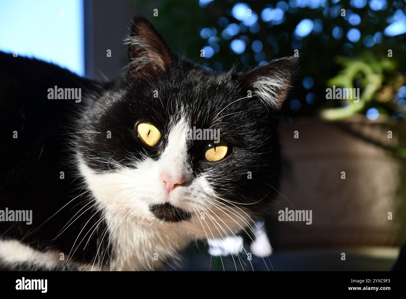 Chat domestique pâle sur le lit avec un drap en zigzag. Animal de compagnie dans une chambre de style scandinave. Hôtel ou maison acceptant les animaux. Adoption et concept de bien-être. Kitty Banque D'Images