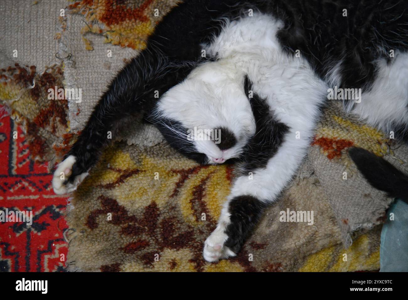 Chat domestique pâle sur le lit avec un drap en zigzag. Animal de compagnie dans une chambre de style scandinave. Hôtel ou maison acceptant les animaux. Adoption et concept de bien-être. Kitty Banque D'Images